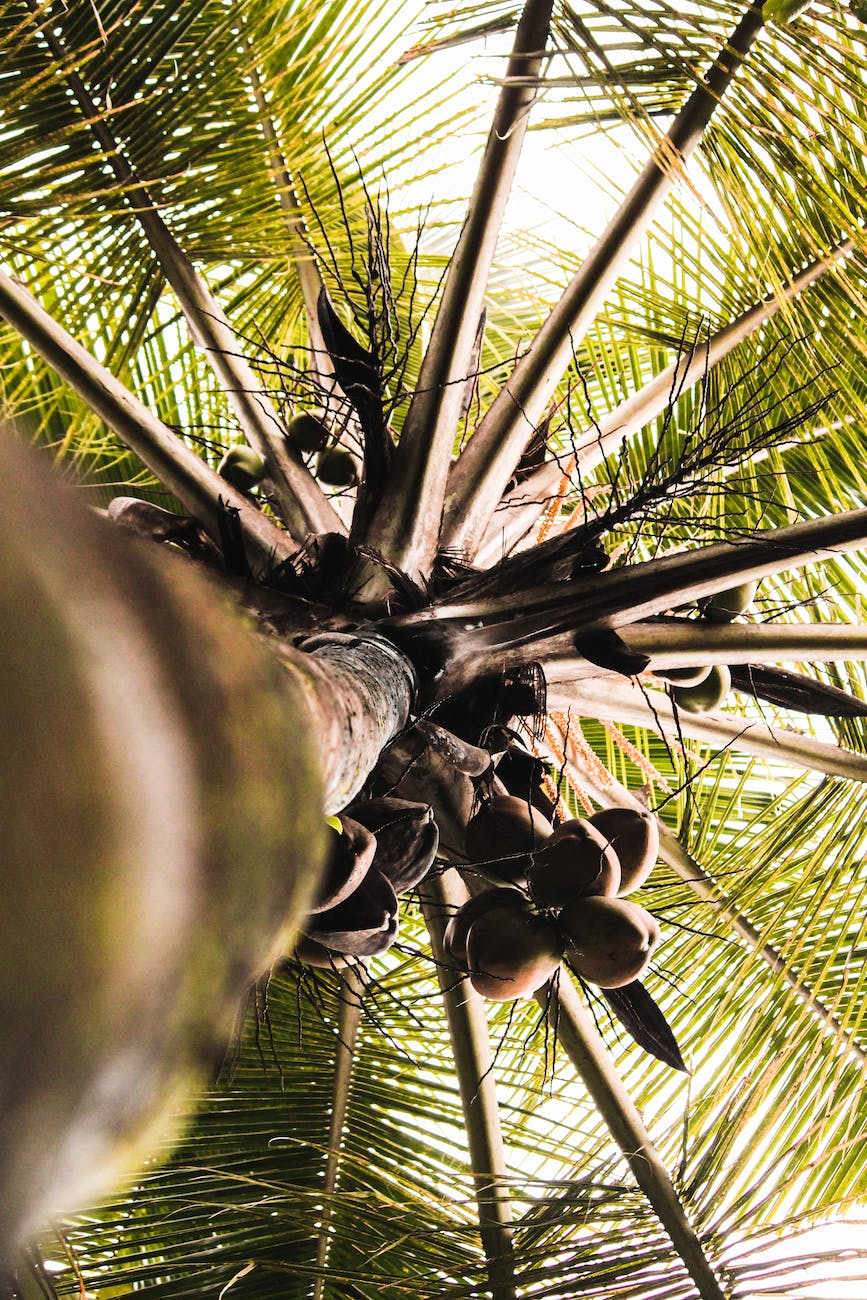 worm s eye view photo of coconut tree